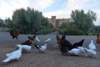 Ferme Sidi Safou & Spa Marrakech-Tensift-Haouz