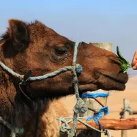 Terre Des Etoiles Marrakech-Tensift-Haouz