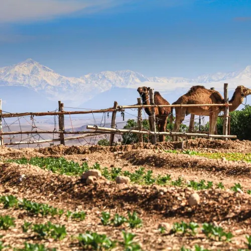 Terre Des Etoiles Marrakech-Tensift-Haouz